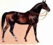 Рефераты | Рефераты по биологии | Верховые чистокровные породы лошадей