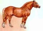 Рефераты | Рефераты по биологии | Упряжные тяжеловозные породы лошадей