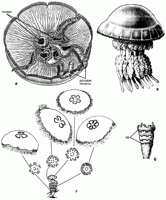 Рефераты | Рефераты по биологии | И у медуз бывают мутанты