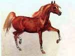Рефераты | Рефераты по биологии | Чистокровные породы лошадей