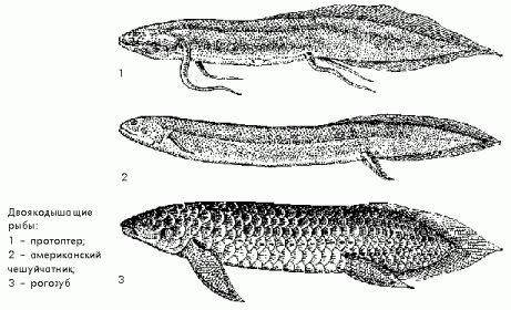 Рефераты | Рефераты по биологии | Двоякодышащие рыбы