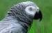 Рефераты | Рефераты по биологии | Виды попугаев