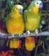 Рефераты | Рефераты по биологии | Виды попугаев