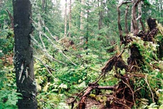 Рефераты | Рефераты по экологии | Оконная динамика таежных лесов
