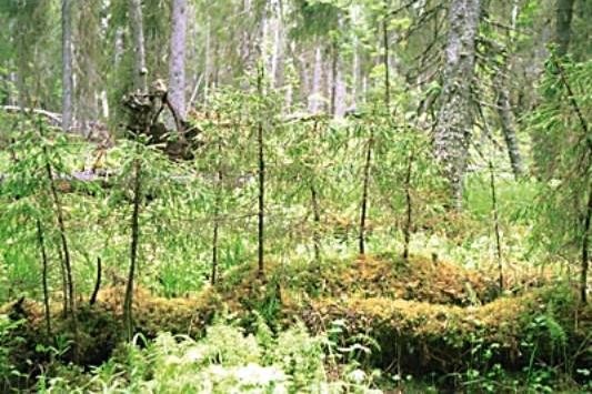 Рефераты | Рефераты по экологии | Оконная динамика таежных лесов