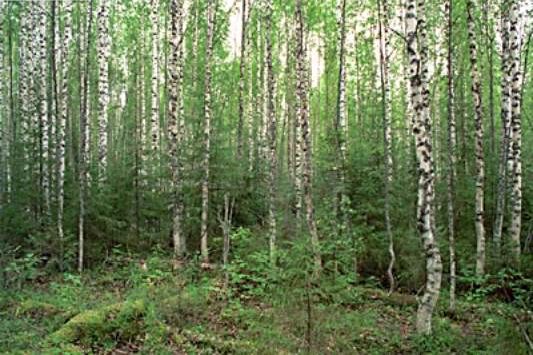 Рефераты | Рефераты по экологии | Вторичные леса таежной зоны Европейской России