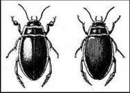 Рефераты | Биология и химия | Водные жуки: плавунец, вертячка, плавунчик и другие
