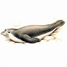 Рефераты | Биология и химия | Белобрюхий тюлень, или тюлень-монах