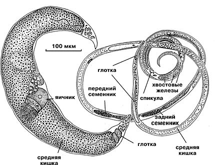 Рефераты | Биология и химия | Многоклеточные паразиты простейших