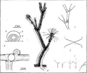 Рефераты | Биология и химия | Морфология колонии гидроида obelia longissima