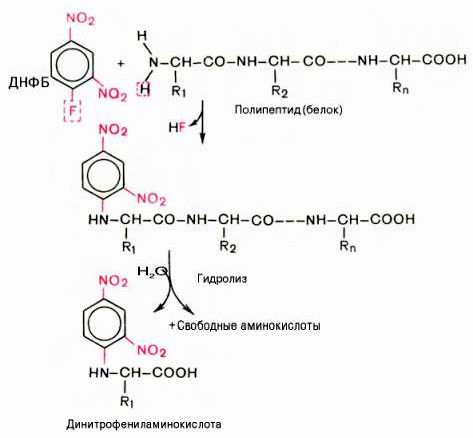 Рефераты | Биология и химия | Методы определения N-концевой аминокислоты