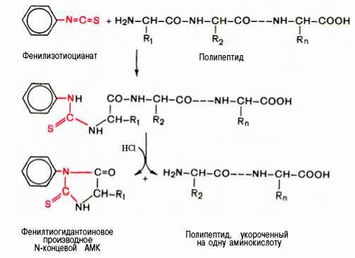 Рефераты | Биология и химия | Методы определения N-концевой аминокислоты