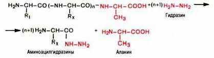 Рефераты | Биология и химия | Методы определения С-концевой аминокислоты