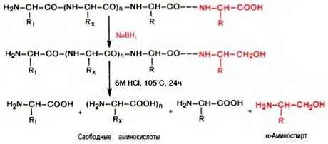 Рефераты | Биология и химия | Методы определения С-концевой аминокислоты