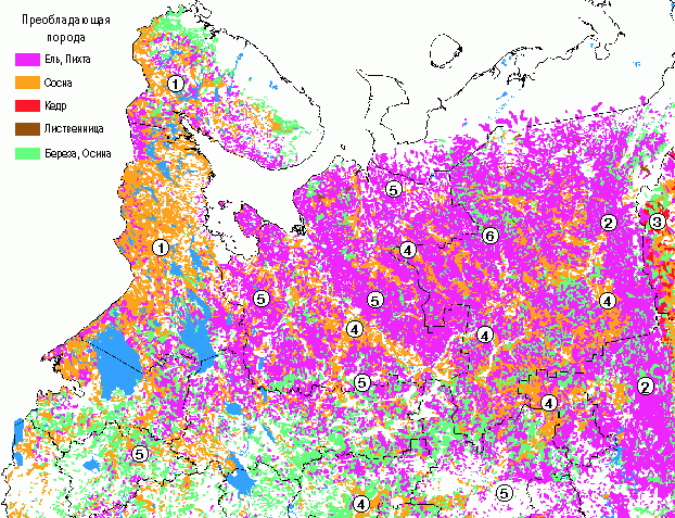 Рефераты | Рефераты по геологии | Общая характеристика лесов Европейского Севера России