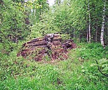 Рефераты | Рефераты по геологии | Общая характеристика лесов Европейского Севера России