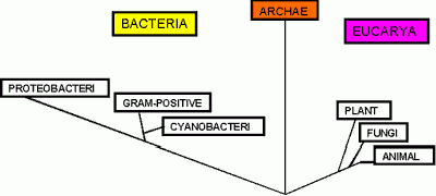 Рефераты | Рефераты по науке и технике | Архебактерии в биокомпьютерах