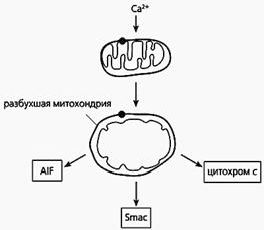 Рефераты | Рефераты по биологии | Одноклеточные альтруисты