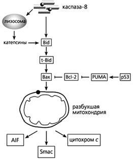 Рефераты | Рефераты по биологии | Одноклеточные альтруисты