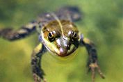 Рефераты | Рефераты по биологии | Лягушка прудовая (Rana lessonae), лягушка озерная (R. ridibunda), лягушка съедобная (R. esculenta)