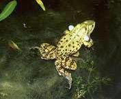 Рефераты | Рефераты по биологии | Лягушка прудовая (Rana lessonae), лягушка озерная (R. ridibunda), лягушка съедобная (R. esculenta)