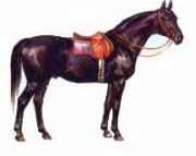 Рефераты | Рефераты по биологии | Верховые чистокровные породы лошадей
