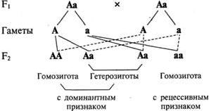 Рефераты | Рефераты по биологии | Менделевская генетика