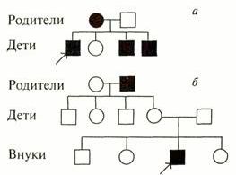 Рефераты | Рефераты по биологии | Менделевская генетика