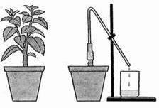 Рефераты | Рефераты по биологии | Поглощение воды корнем и ее транспорт у цветковых растений