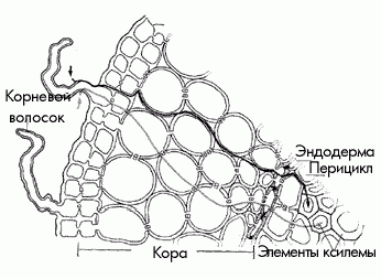 Рефераты | Рефераты по биологии | Поглощение воды корнем и ее транспорт у цветковых растений