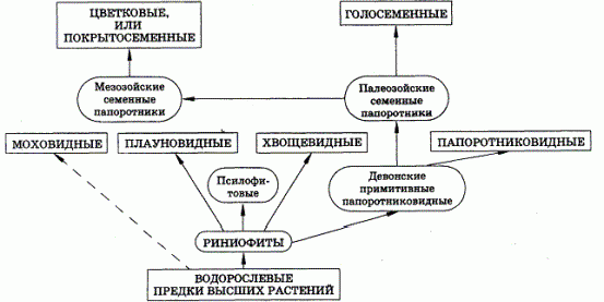 Рефераты | Рефераты по биологии | Развитие растительного и животного мира на Земле