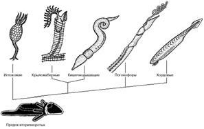 Рефераты | Рефераты по биологии | Происхождение хордовых животных