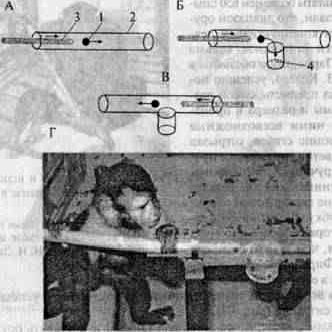 Рефераты | Рефераты по биологии | Элементарное мышление, или рассудочная деятельность, животных: основные понятия и методы изучения