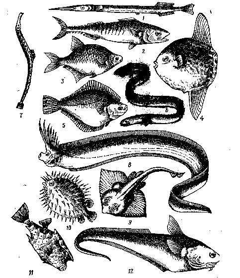 Рефераты | Рефераты по биологии | Строение и физиологические особенности рыб