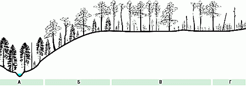 Рефераты | Рефераты по экологии | Пирогенная динамика таежных лесов