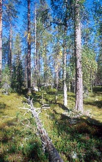 Рефераты | Рефераты по экологии | Пирогенная динамика таежных лесов
