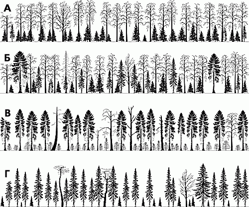 Рефераты | Рефераты по экологии | Вторичные леса таежной зоны Европейской России