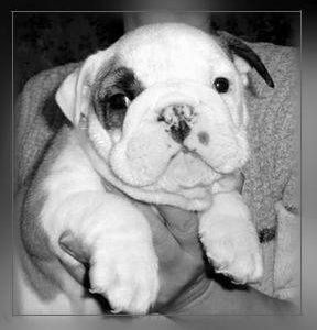 Рефераты | Биология и химия | Купирование хвоста собаки