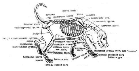 Рефераты | Биология и химия | Купирование хвоста собаки
