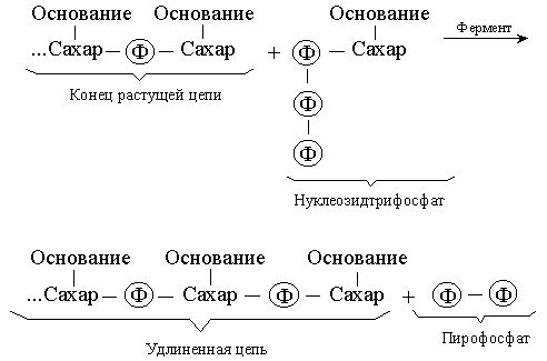 Рефераты | Биология и химия | Нуклеиновые кислоты