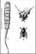 Рефераты | Биология и химия | Мошки, мухи (львинка, ильница) и слепни