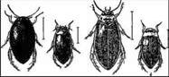 Рефераты | Биология и химия | Водные жуки: плавунец, вертячка, плавунчик и другие
