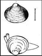 Рефераты | Биология и химия | Двустворчатые моллюски: беззубки, перловицы, шаровки, горошинки