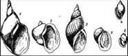 Рефераты | Биология и химия | Брюхоногие моллюски: прудовики, лужанки, битиния, катушки