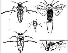 Рефераты | Биология и химия | Водные клопы: гладыш, гребляк, плавт, водяной скорпион