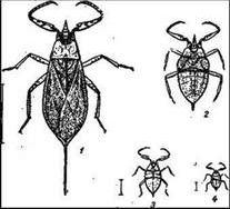 Рефераты | Биология и химия | Водные клопы: гладыш, гребляк, плавт, водяной скорпион
