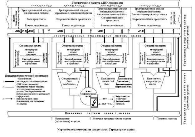 Рефераты | Биология и химия | Информационное управление клеточными процессами