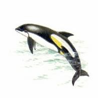 Рефераты | Биология и химия | Атлантический белобокий дельфин