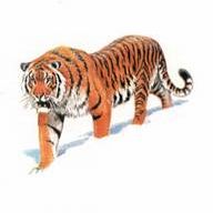 Рефераты | Биология и химия | Амурский тигр