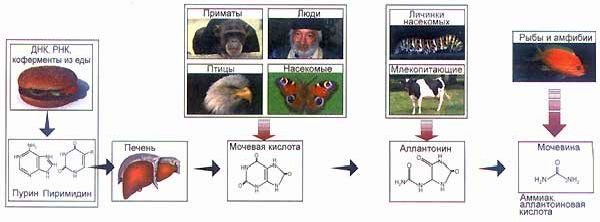 Рефераты | Биология и химия | Уреиды как зеркало эволюции